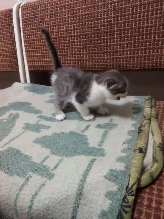 Продам вислоухих котят