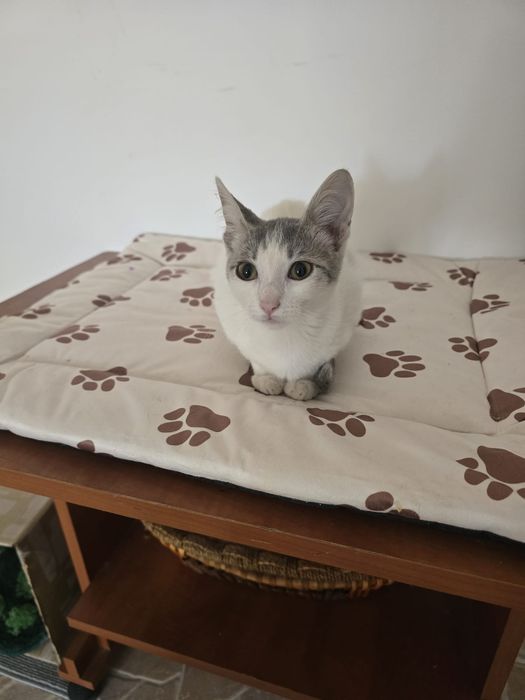 puiut de pisica, puiuta, pisicuta, pisicuta de adoptat, pui de pisica, pisicuta pentru adoptie