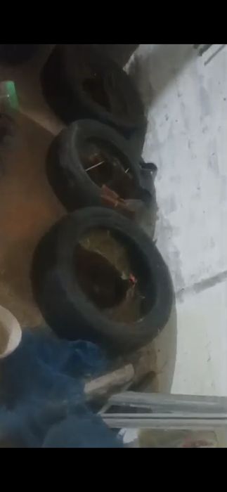 Күрік дакан тауық