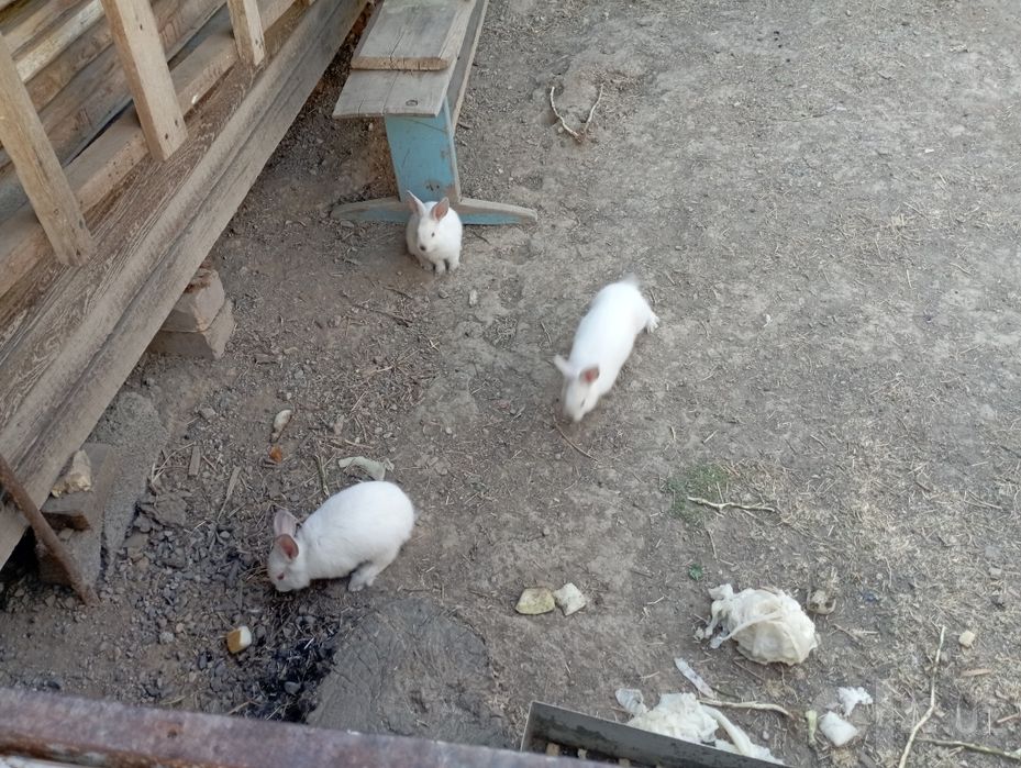 Quyon oilasi, Otasi xikol, onasi Kaliforniya. 3 ta bolasi bor 2 oylik