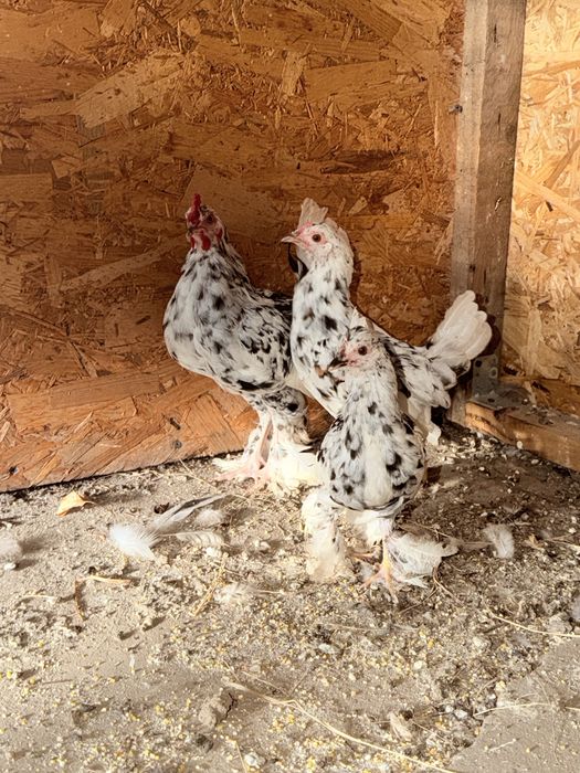 Familie 2+1 găinușe pitice