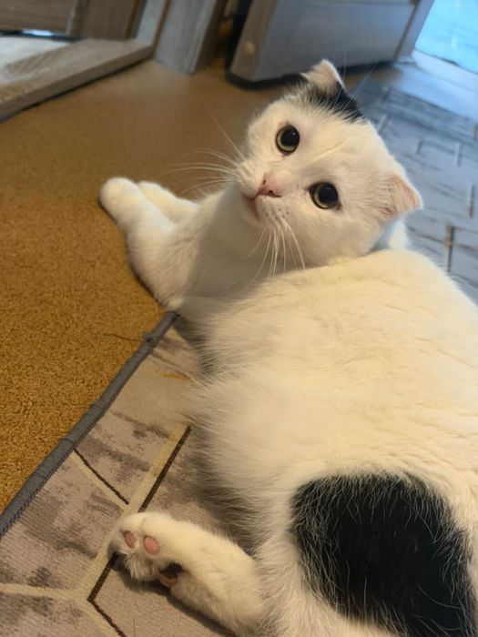 Отдадим кота в хорошие руки!