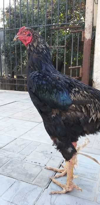 Петух бойцовый срочно продаётся