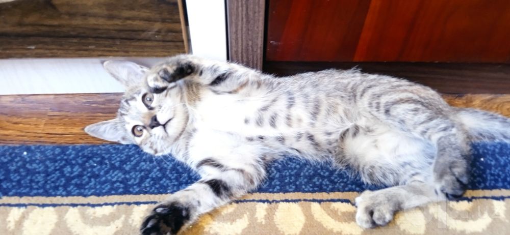 Котёнок в добрые руки бесплатно