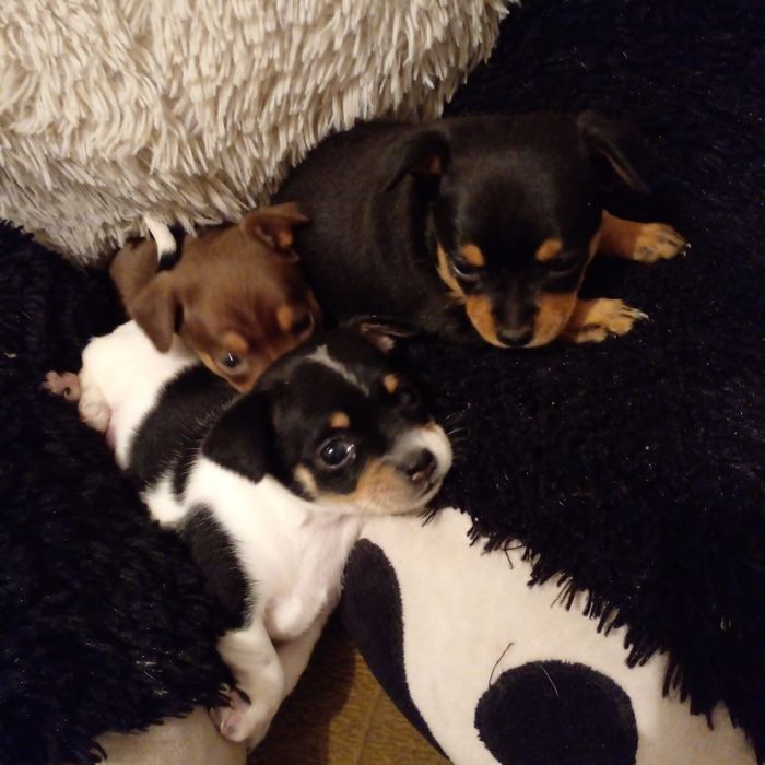 Продаются Чудики, мини Той Терьеры.