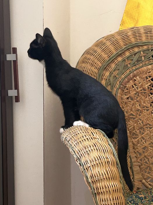 Ищу хозяина для домашнего котенка