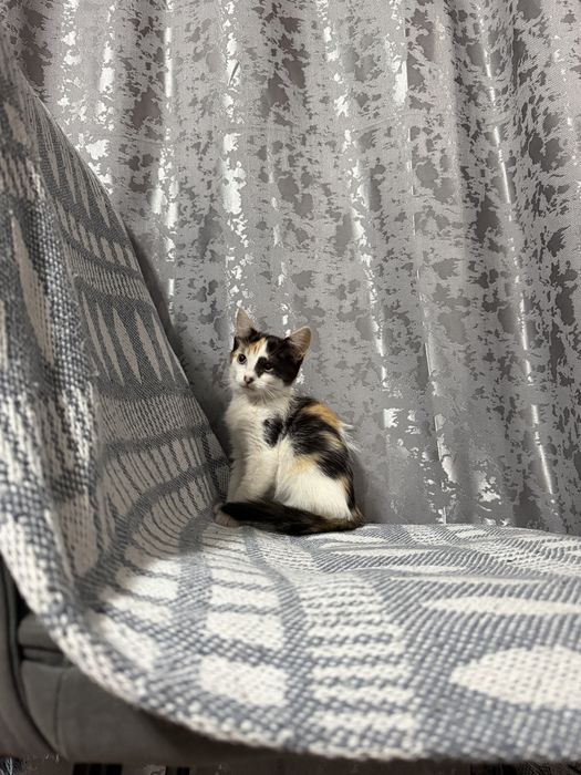 СРОЧНО!котенок в добрые руки