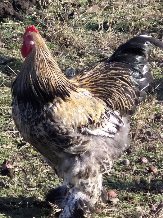 Vând oua Brahma diverse culori