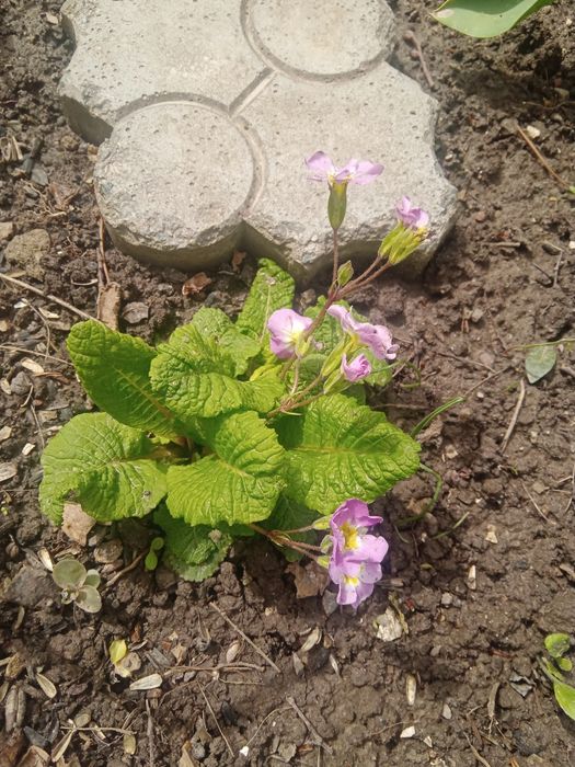 Лаванда, мята , маргаритки, примула, .