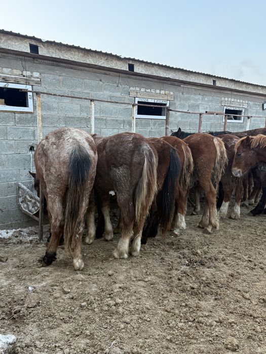 Лощадь жылқы тай құнан байтал