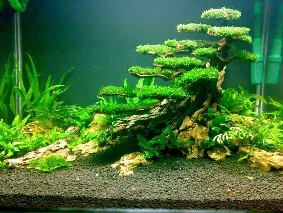Riccia Fluitans  – Perla aquascaping-ului!