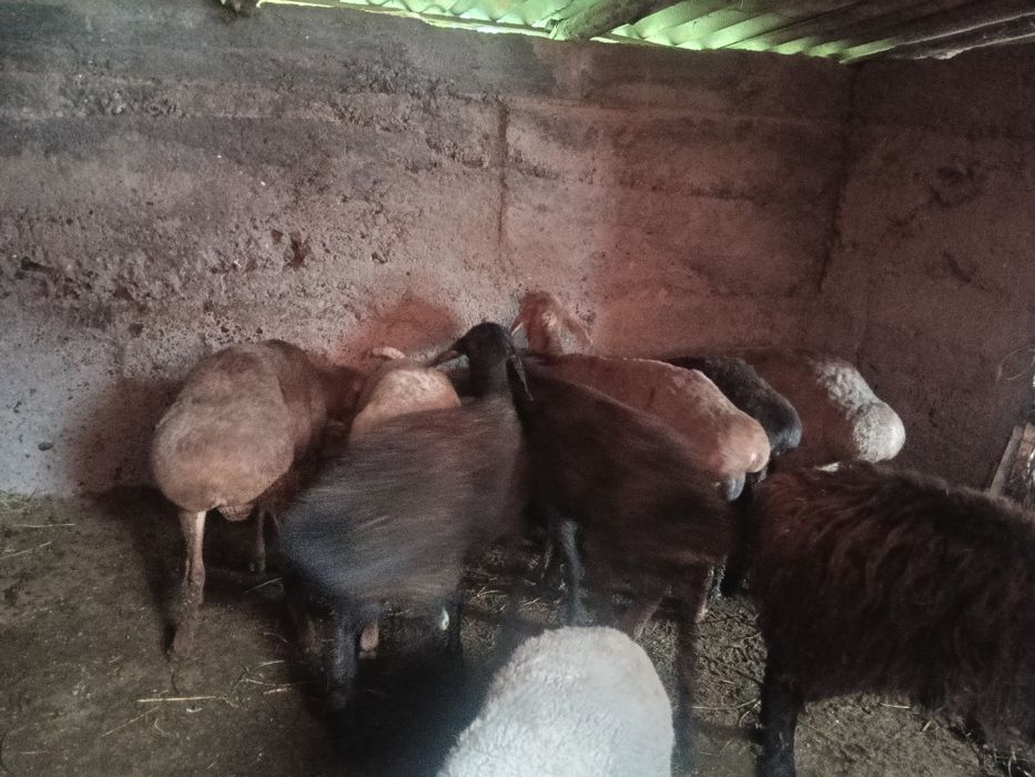 Продам бараны жырный