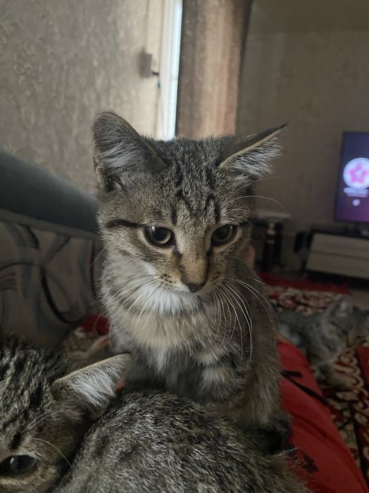 Красивые котята в добрые руки
