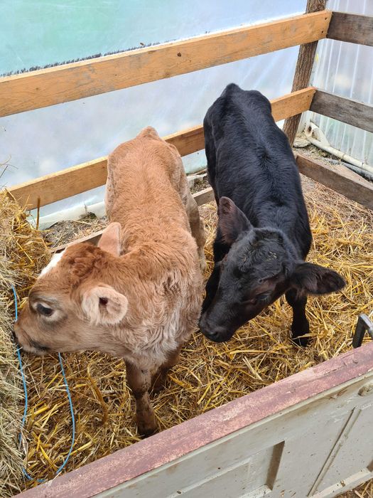 Vand taurasi de rasa sugari