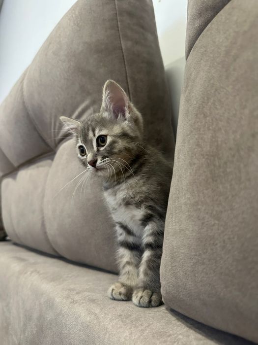 Отдам в хорошие руки.