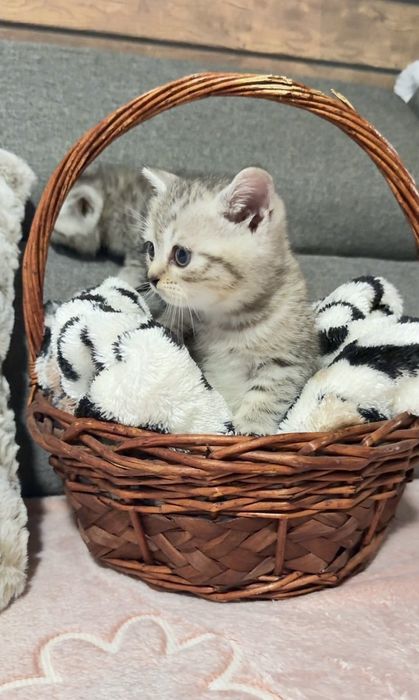 Британска късокосместа