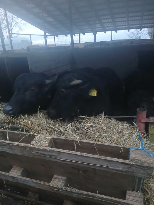 Bivoli cu acte de origine