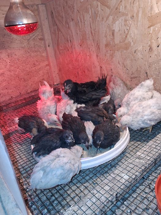 Rosecom bantam negru