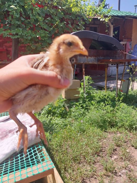 Продам цеплят брама