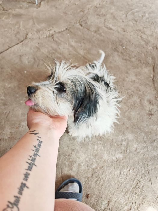 Adopție câini baiat+fata