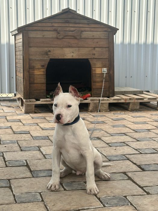 Продам стаффорда с вольером