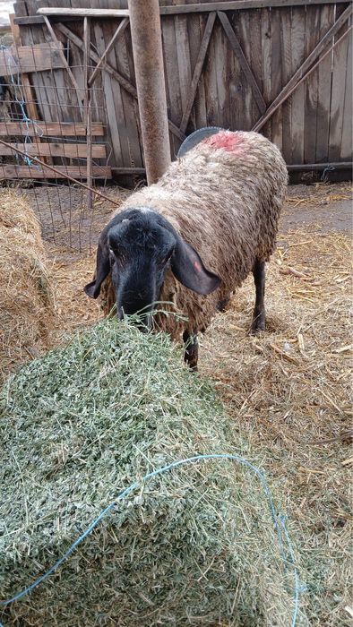 Vand berbec (varsta 10 luni)