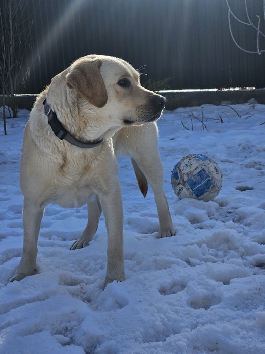 Продам лобрадора