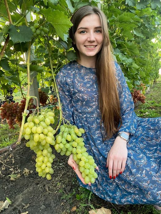 Vita de vie Soiuri de  masa Butasi de anul 3 altoiti