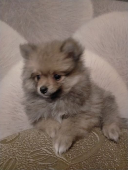 По.щенков шпица девочка и мальчик 2 мес.