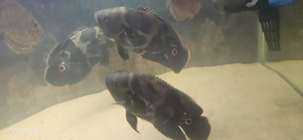 Рыба астранотус Оскар