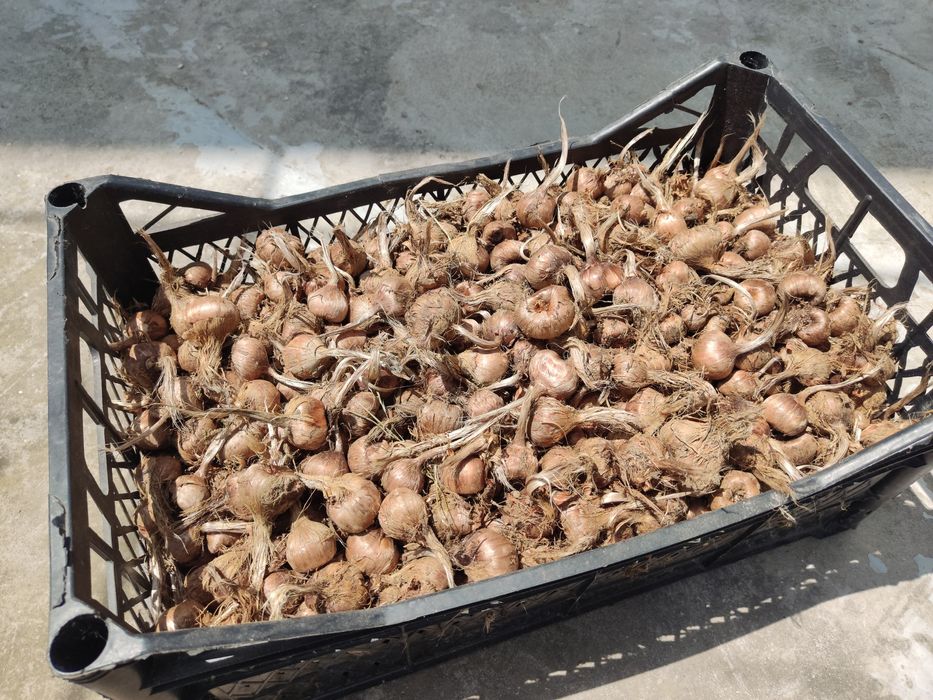 Продавам шафранови луковици