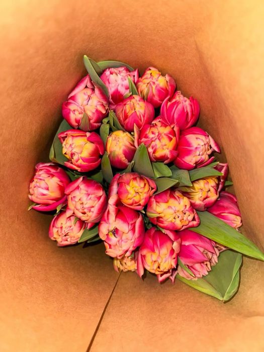 Тюльпаны оптом, Голландские