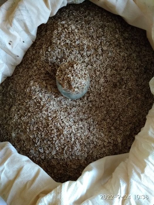 Семена укропа урожая 2025