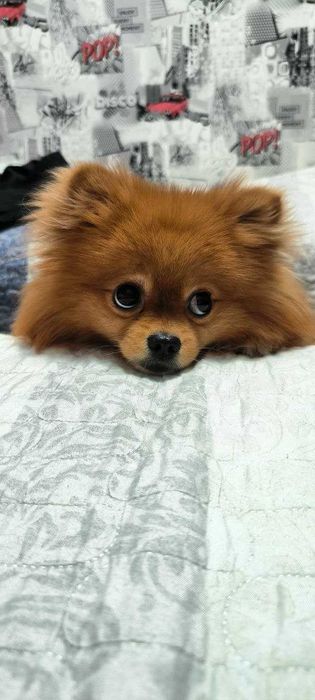Продажа собак шпиц