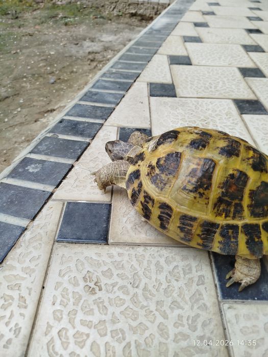 Тошбака сотилади