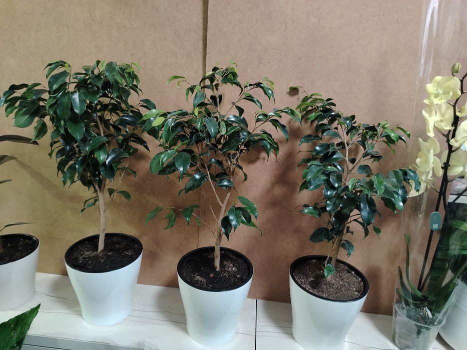 Фикус Бенжамин 70см