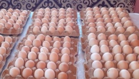 Яйцо, тауық жұмыртқасы