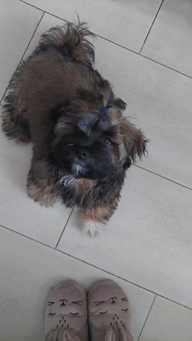 Pet sitter caini rasa mica