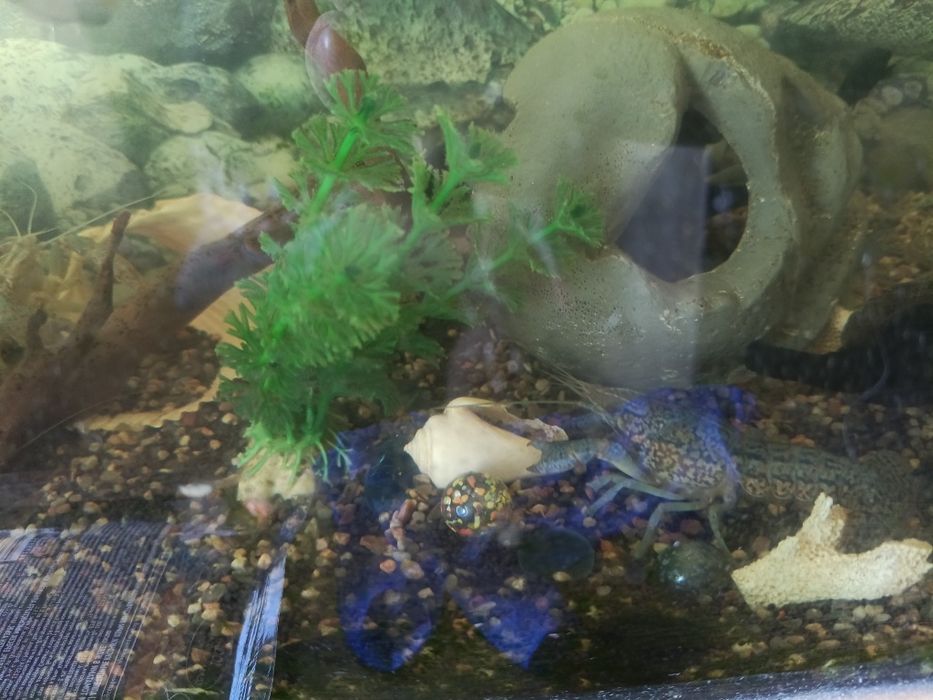 Раки аквариумные