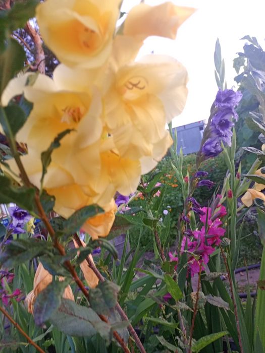 Гладиолус луковицы