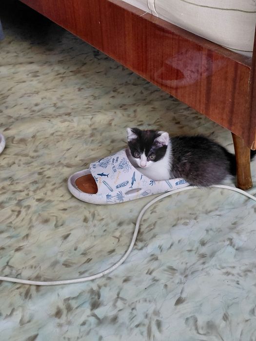 Отдам котят в хорошие руки