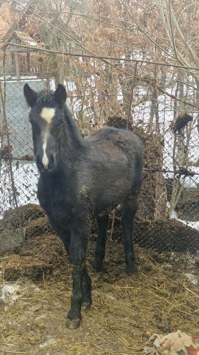 Mânz, 6 luni de vânzare