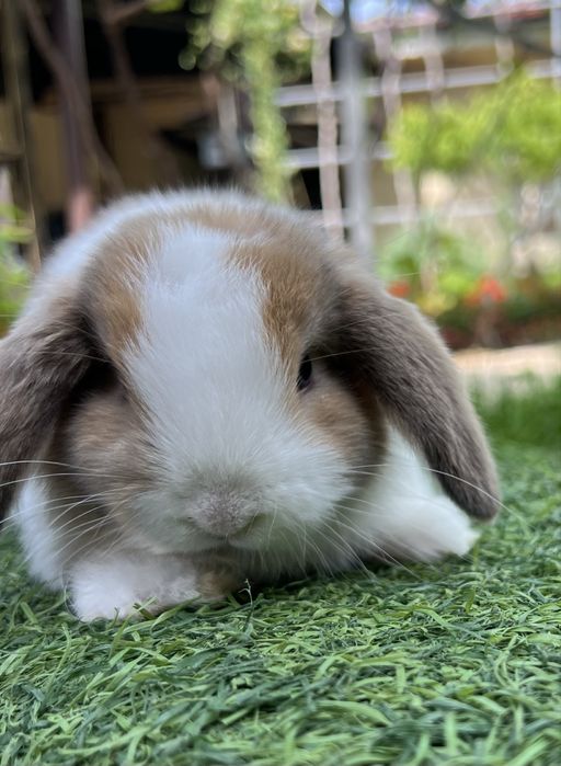 Евро Карлик куенлар фото реал хаммаси сотвуда бор