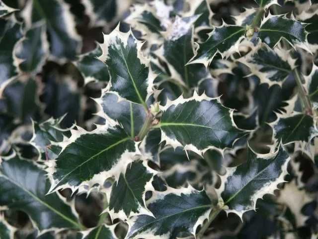 Evonimus (Euonymus) tufa sau glob   Ilex silver Queen