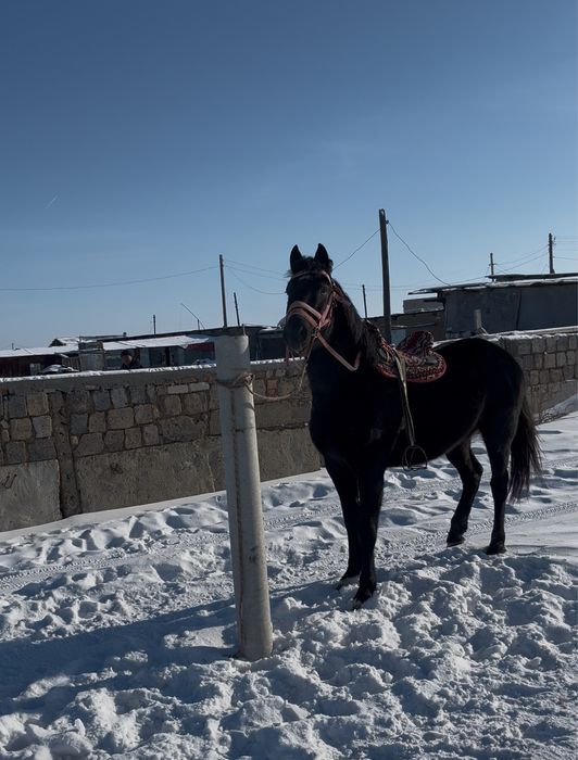 Дөнен 4 жаста сатылады