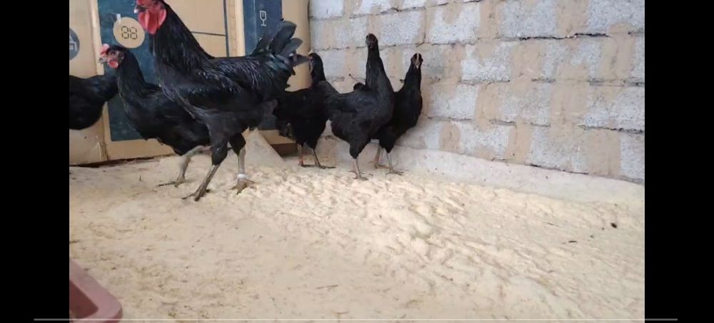 Кора шахзода 100% тозаси тухум ва жожа заказ оламиз