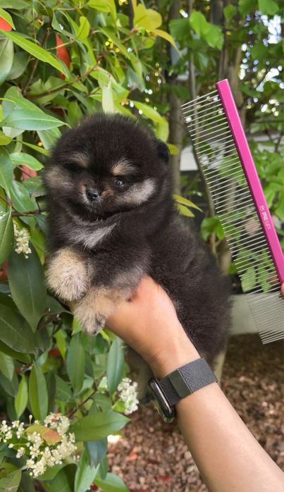 Pomeranian fetita pedigree FCI extra mini