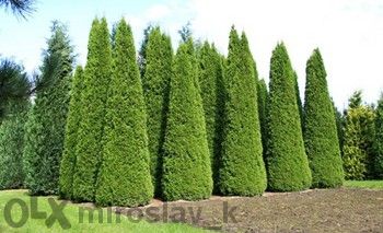 Туя Смарагд в саксия-30-35см (акция)