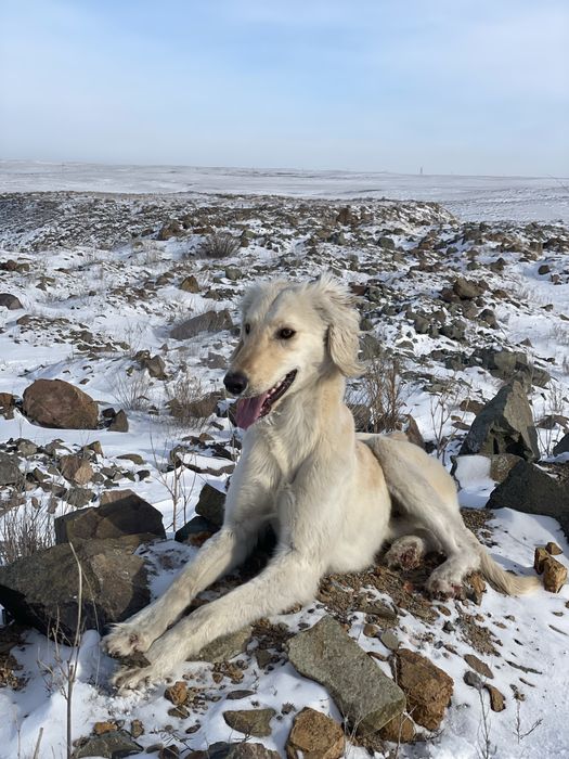 Собака құмай тазы