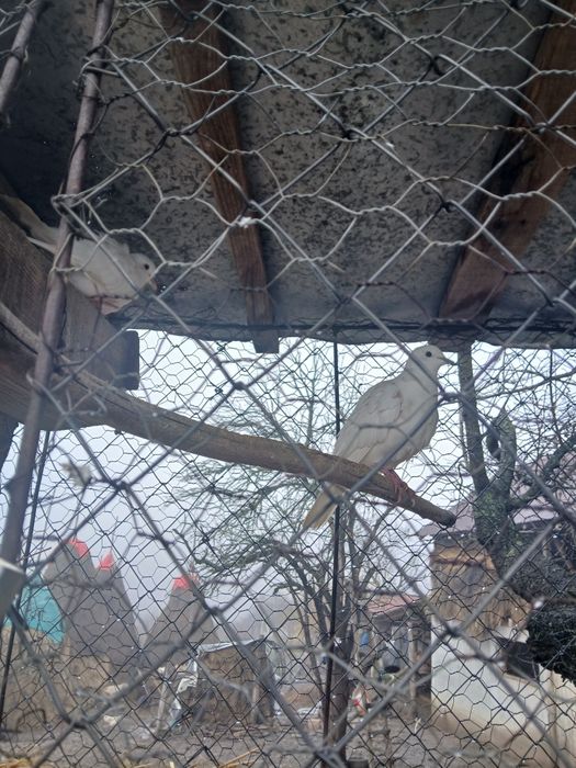 Porumbei creți și cucuruzi